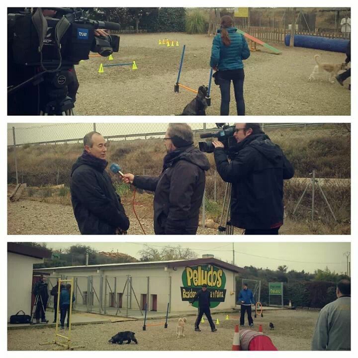 Guauuu!!! Agility Logroño en tve!!!